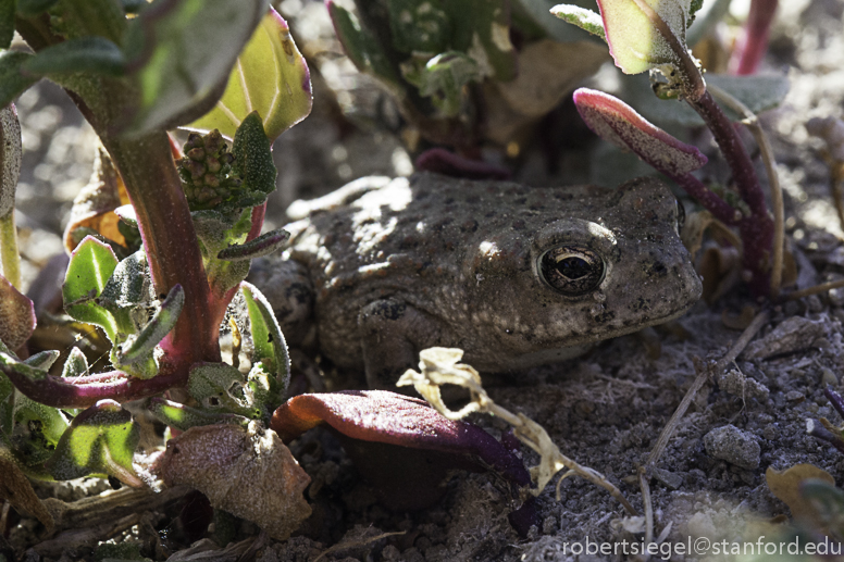 toad